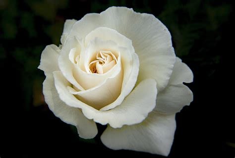 Rose utilisée dans la préparation d'onctions